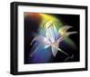 Rainbow Lily-Scott Peck-Framed Art Print