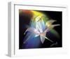 Rainbow Lily-Scott Peck-Framed Art Print