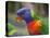 Rainbow Lorikeet, Australia-David Wall-Stretched Canvas