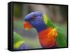 Rainbow Lorikeet, Australia-David Wall-Framed Stretched Canvas