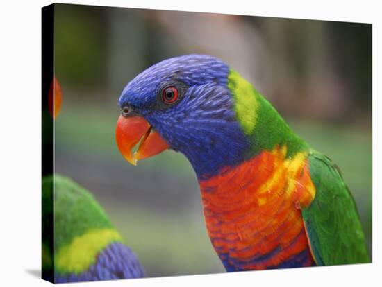 Rainbow Lorikeet, Australia-David Wall-Stretched Canvas