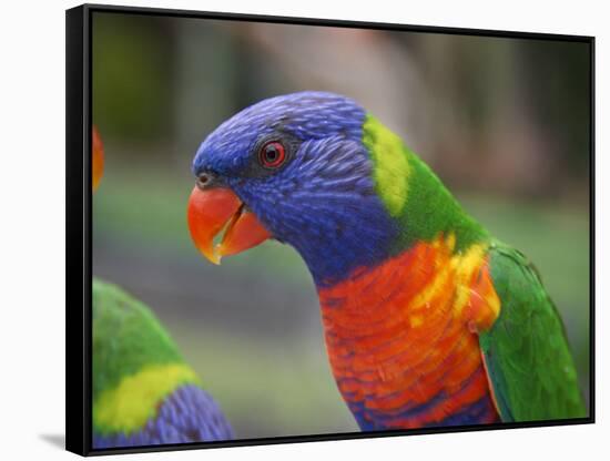 Rainbow Lorikeet, Australia-David Wall-Framed Stretched Canvas