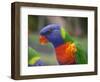 Rainbow Lorikeet, Australia-David Wall-Framed Photographic Print