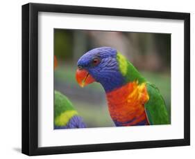 Rainbow Lorikeet, Australia-David Wall-Framed Photographic Print