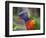 Rainbow Lorikeet, Australia-David Wall-Framed Photographic Print