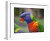 Rainbow Lorikeet, Australia-David Wall-Framed Photographic Print