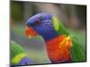 Rainbow Lorikeet, Australia-David Wall-Mounted Photographic Print