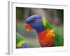 Rainbow Lorikeet, Australia-David Wall-Framed Photographic Print