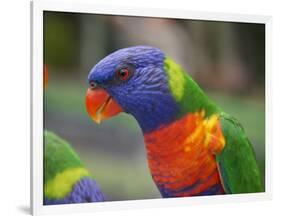 Rainbow Lorikeet, Australia-David Wall-Framed Photographic Print