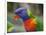 Rainbow Lorikeet, Australia-David Wall-Framed Photographic Print