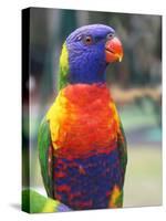 Rainbow Lorikeet, Australia-David Wall-Stretched Canvas