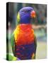 Rainbow Lorikeet, Australia-David Wall-Stretched Canvas