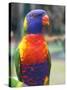 Rainbow Lorikeet, Australia-David Wall-Stretched Canvas