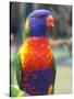 Rainbow Lorikeet, Australia-David Wall-Stretched Canvas