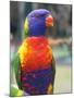 Rainbow Lorikeet, Australia-David Wall-Mounted Premium Photographic Print