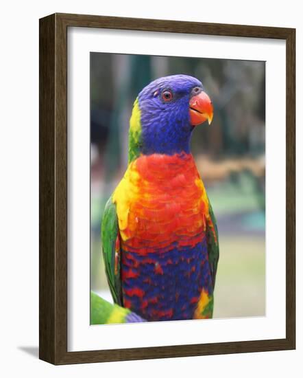 Rainbow Lorikeet, Australia-David Wall-Framed Photographic Print