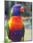 Rainbow Lorikeet, Australia-David Wall-Mounted Photographic Print