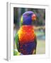 Rainbow Lorikeet, Australia-David Wall-Framed Photographic Print