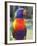 Rainbow Lorikeet, Australia-David Wall-Framed Photographic Print