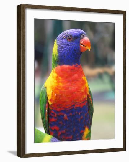 Rainbow Lorikeet, Australia-David Wall-Framed Photographic Print