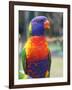 Rainbow Lorikeet, Australia-David Wall-Framed Photographic Print