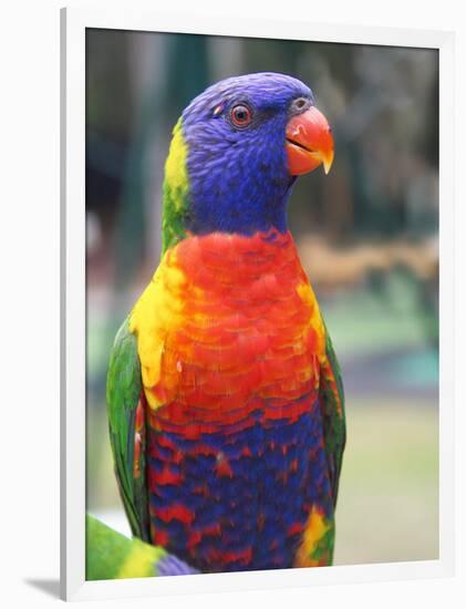 Rainbow Lorikeet, Australia-David Wall-Framed Photographic Print