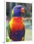 Rainbow Lorikeet, Australia-David Wall-Framed Photographic Print