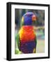 Rainbow Lorikeet, Australia-David Wall-Framed Photographic Print