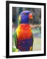 Rainbow Lorikeet, Australia-David Wall-Framed Photographic Print