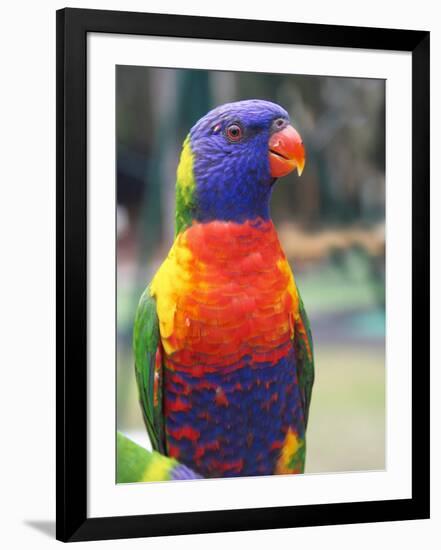 Rainbow Lorikeet, Australia-David Wall-Framed Photographic Print