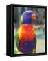 Rainbow Lorikeet, Australia-David Wall-Framed Stretched Canvas