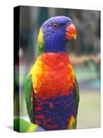 Rainbow Lorikeet, Australia-David Wall-Stretched Canvas