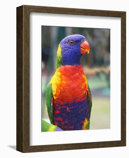 Rainbow Lorikeet, Australia-David Wall-Framed Photographic Print