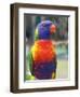 Rainbow Lorikeet, Australia-David Wall-Framed Photographic Print