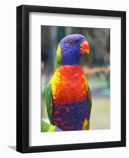 Rainbow Lorikeet, Australia-David Wall-Framed Photographic Print