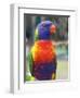 Rainbow Lorikeet, Australia-David Wall-Framed Photographic Print