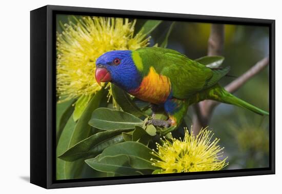 Rainbow Lorikeet Feeding-null-Framed Stretched Canvas