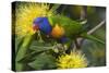 Rainbow Lorikeet Feeding-null-Stretched Canvas