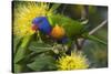 Rainbow Lorikeet Feeding-null-Stretched Canvas