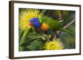 Rainbow Lorikeet Feeding-null-Framed Photographic Print