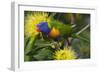 Rainbow Lorikeet Feeding-null-Framed Photographic Print