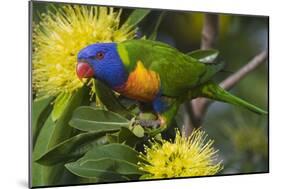 Rainbow Lorikeet Feeding-null-Mounted Photographic Print