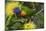 Rainbow Lorikeet Feeding-null-Mounted Photographic Print