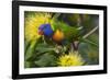 Rainbow Lorikeet Feeding-null-Framed Photographic Print