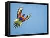 Rainbow Lorikeet in Flight-null-Framed Stretched Canvas