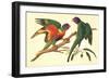 Rainbow Lorikeet, Trichoglossus Haematodus-Ferdinand Bauer-Framed Giclee Print