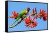 Rainbow Lorikeet-ZambeziShark-Framed Stretched Canvas