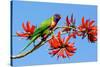 Rainbow Lorikeet-ZambeziShark-Stretched Canvas