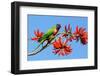 Rainbow Lorikeet-ZambeziShark-Framed Photographic Print