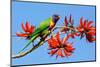 Rainbow Lorikeet-ZambeziShark-Mounted Photographic Print